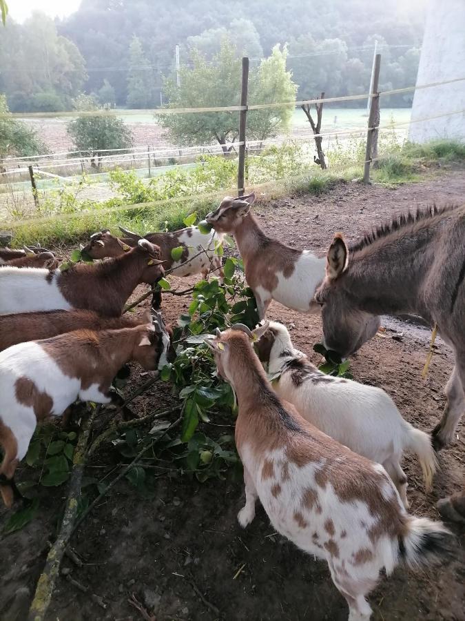 Zuruck Zur Natur - Urlaub Im Zirkuswagen, Sommeratelier Oder Schindelwagen Adenbach Eksteriør billede